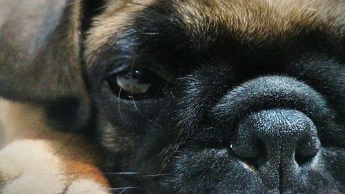 Close-up portrait of horse