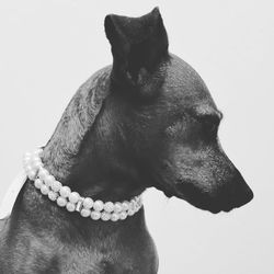Close-up of dog against white background