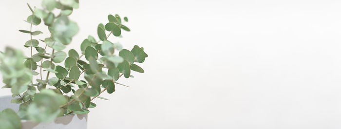 Low angle view of plant against clear sky