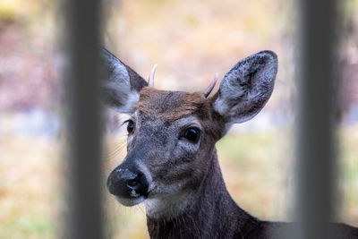 Young whitetail buck deer looking through a porch fence 