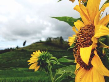 Close-up of yellow sunflower blooming against sky