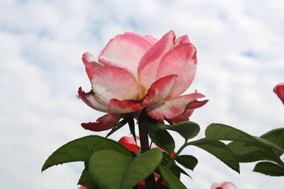 Close-up of pink rose plant