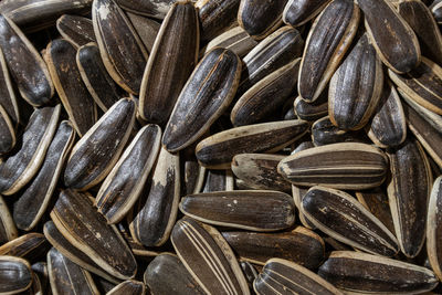 sunflower seed