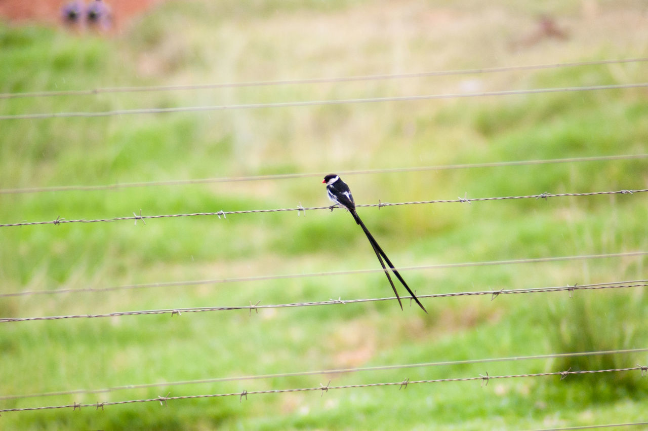 CLOSE-UP OF BIRDS PERCHING ON CABLE