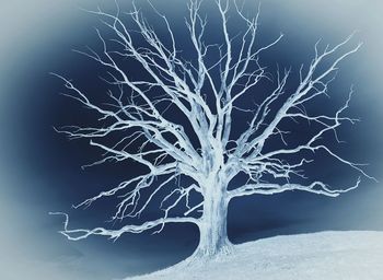 Close-up of bare tree against blurred background