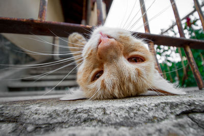 Close-up portrait of cat