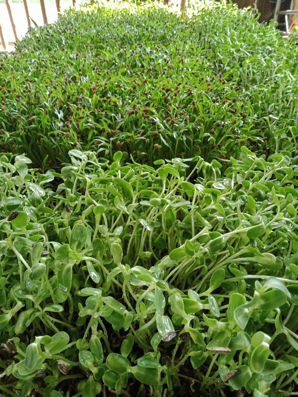 CLOSE-UP OF PLANTS GROWING ON FIELD