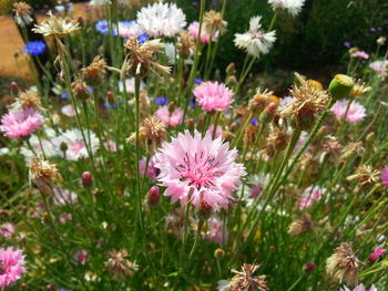 Purple flowers blooming outdoors