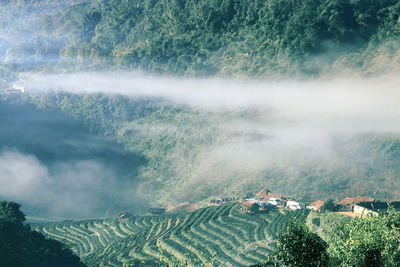 Scenic view of agricultural field