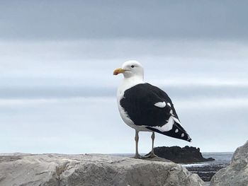 Seagull lookout 