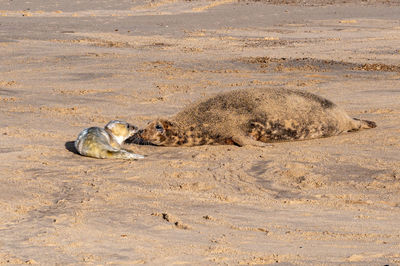 Mother seal recognising her newborn grey seal pup, halichoerus grypus, by sense of smell