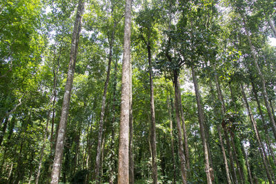 Low angle view of bamboo trees in forest