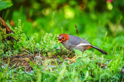 Close-up of a bird perching on a field