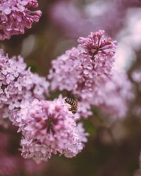 Close-up of bee pollinating on pink flower