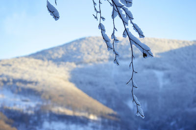 Close-up of icicles on mountain against sky