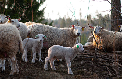 A group of old and young sheep
