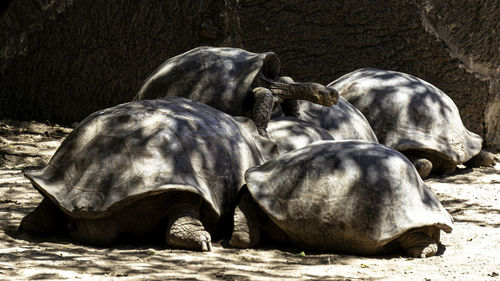 A group of galapagos giant tortoises in the shade of a tree. 