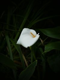 Close-up of white rose flower