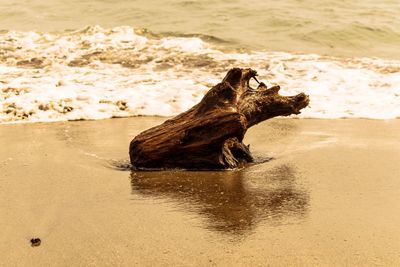 Lizard on the beach