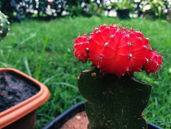 Close-up of red flower blooming in park