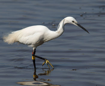 Side view of a bird in a water