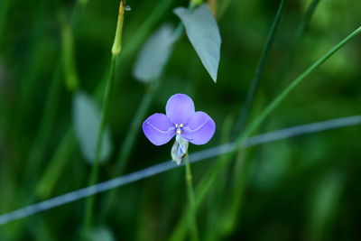 Close-up of purple flowering plant