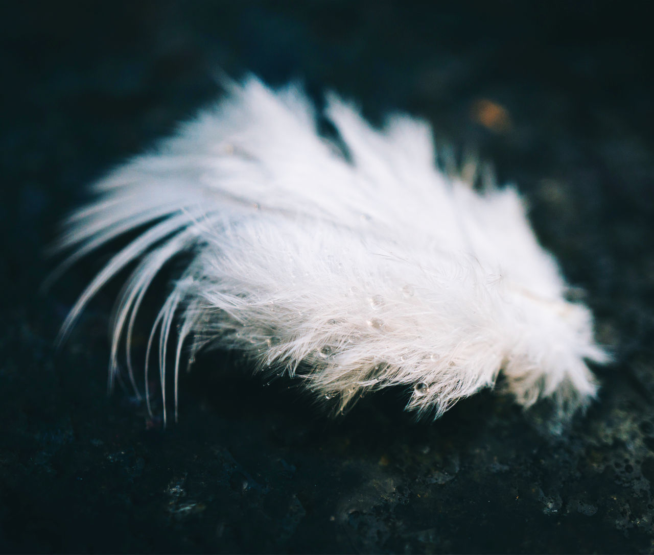 HIGH ANGLE VIEW OF FEATHER