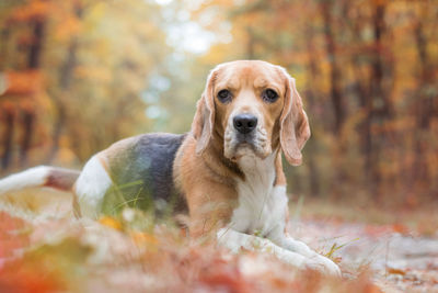 Portrait of dog on leaves during autumn