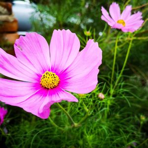 Close-up of pink cosmos flower