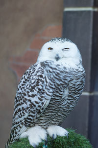 Close-up of snowy owl perching on plant