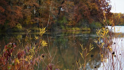 Scenic view of lake in forest