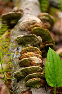 Close-up of shell on leaves
