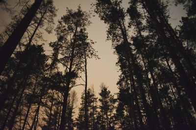 Low angle view of trees against sky