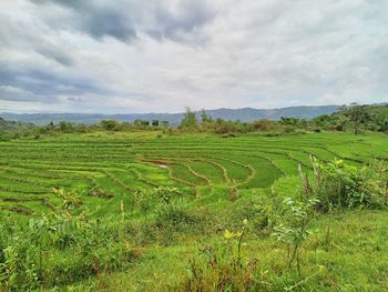 Scenic view of field against sky