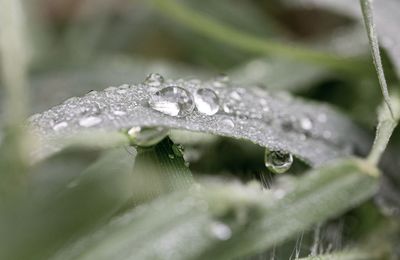 Close-up of water drops on leaves