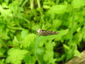 Close-up of insect on plant