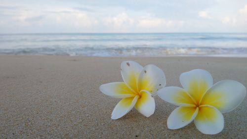 Close-up of frangipani on beach by sea against sky