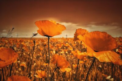 Close-up of flowers blooming in field