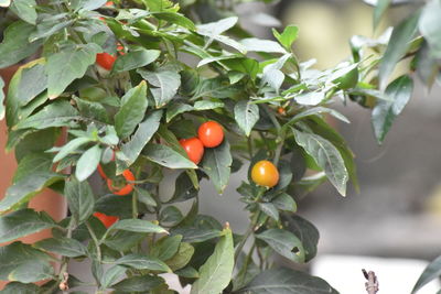 Close-up of fruits on tree