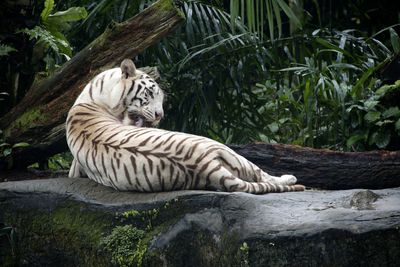 Cat relaxing on rock