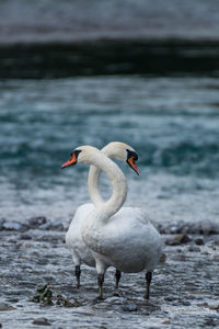 Close-up of swan in lake