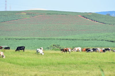 Cows grazing on field against sky