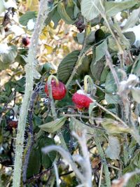 Close-up of berries on tree