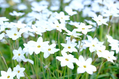 Close-up of white flowering plants on field