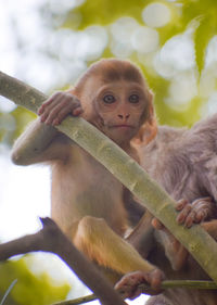 Monkey eating food on tree