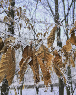 Close-up of dry leaves on snow covered land