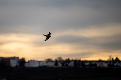 Silhouette bird flying in sky