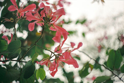 Close-up of flowers blooming on tree