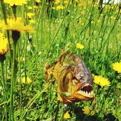 Close-up of yellow flowers on field