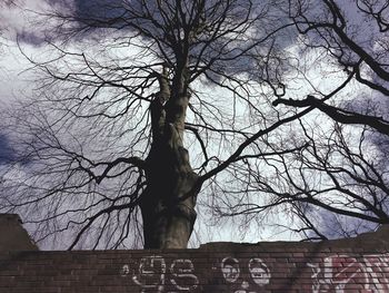Low angle view of bare trees against the sky